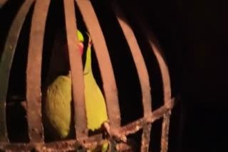 Watch: policeman probes parrot, asks hideout of fled liquor smuggler