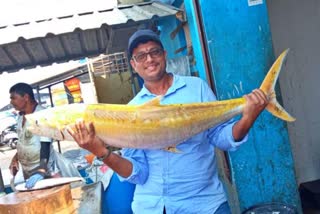 16 kg golden fish