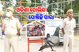 odisha police pigeon