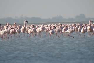 Foreign birds: કોડધાના વાડીલાલ તળાવમાં વિદેશી પક્ષીઓ બન્યા મહેમાન