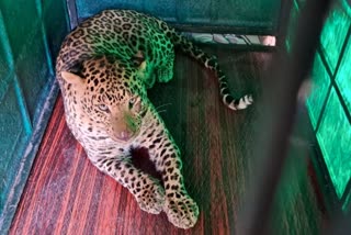 The captured leopard