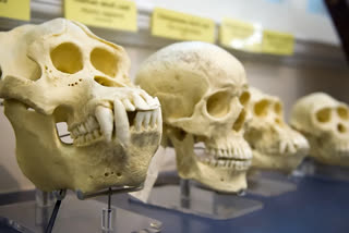We can still see these 5 traces of ancestor species in all human bodies today