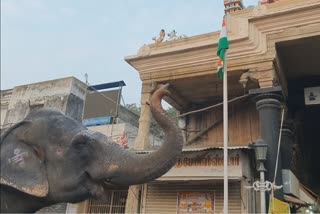 Elephant Saluted To National Flag