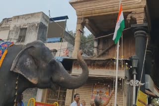Elephant salutes the national flag