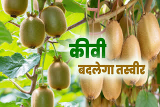 Kiwi farming in Uttarakhand