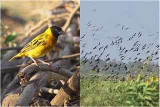 Birds Damaging Crops In Kenya