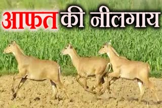 mandsaur nilgai destroying crop