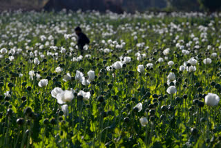 The production of opium in Myanmar has flourished since the military's seizure of power, with the cultivation of poppies up by a third in the past year as eradication efforts have dropped off and the faltering economy has led more people toward the drug trade, according to a United Nations report released Thursday, Jan. 26, 2023.