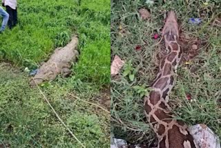 Crocodile and python rescue in Vidisha