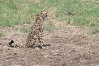 Female cheetah brought from Namibia  kidney problem  cheetah suffers from kidney problem  ചീറ്റയ്‌ക്ക് വൃക്ക രോഗം  നമീബിയ  ഷാഷയെന്ന പെണ്‍ചീറ്റ  വൃക്ക രോഗം  നിര്‍ജലീകരണം  ഷിയോപൂർ  വനം വകുപ്പ്  news updates  latest news in Madhyapradesh