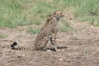 Female cheetah brought from Namibia falls ill