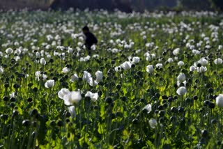 un report myanmar opium cultivation military increased 33 percent