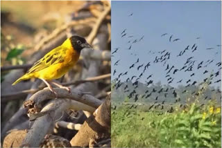 kuliya birds group attack  kuliya birds group attack on crops  kuliya birds group attack on crops in Kenya  ಪಕ್ಷಿಗಳನ್ನು ಕೊಲ್ಲುವುದಕ್ಕೆ ಸರ್ಕಾರ ನಿರ್ಧಾರ  ರೈತರಿಗೆ ಎದುರಾದ ಕಷ್ಟ  ಬೆಳೆಗಳ ಮೇಲೆ ಸಾವಿರಾರೂ ಪಕ್ಷಿಗಳ ಹಿಂಡು ದಾಳಿ ಮಾಡಿ ನಾಶ  ಲಕ್ಷಕ್ಕೂ ಹೆಚ್ಚು ಪಕ್ಷಿಗಳನ್ನು ಕೊಲ್ಲಲು ನಿರ್ಧಾರ  ಬೆಳೆ ತನ್ನ ಕಣ್ಣೆದುರೇ ನಾಶವಾದರೆ ಯಾವುದೇ ರೈತನಿಗೆ ದುಃಖ  ಬ್ಯಾಂಕ್‌ಗಳಲ್ಲಿ ಬಡ್ಡಿಗೆ ಸಾಲ  ಹಕ್ಕಿಗಳ ಹಿಂಡು ಬಂದು ಭತ್ತದ ಬೆಳೆಯನ್ನು ಹಾಳು  ಬೆಳೆಗಳನ್ನು ಕುಲಿಯಾ ಪಕ್ಷಿಗಳು ತಿಂದು ಹಾಕಿವೆ