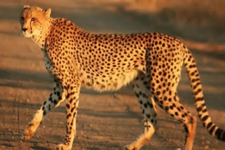 India has signed MOU with South Africa to translocate 12 cheetahs to the Kuno National Park in Madhya Pradesh, according to the 'Action Plan for Reintroduction of Cheetah in India' prepared by the Wildlife Institute of India