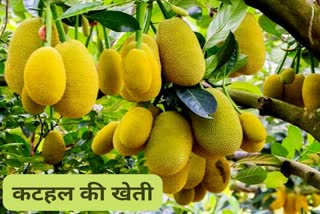 should cultivate jackfruit in chhattisgarh