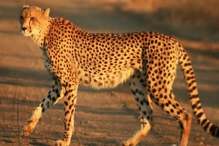 Cheetahs to be flown from South Africa to India