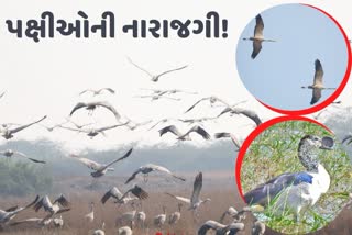 વિદેશી તો ઠીક સ્થાનિક મહેમાનોએ પણ ફેરવી લીધું મોઢું, નવસારીમાં યાયાવર પક્ષીઓ ઘટ્યા