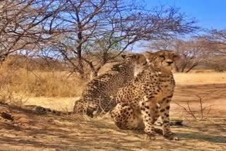 cheetahs-to-be-flown-from-south-africa-to-india-in-next-month