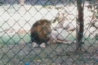 mayor sent a notice to zoo