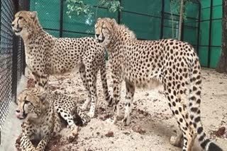 12 More Cheetahs To KNP