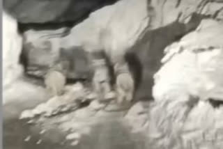 Three Snow leopard cubs spotted