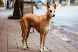 dog thrown from 6th floor in indore  dog murder in indore  indore latest news  indore crime news  People for Animal complained in Indore  animal cruelty in Indore  animal cruelty  മൃഗ പീഡനം  അജ്‌ഞാതകർ നായയെ താഴെക്കെറിഞ്ഞ് കൊന്നു  ആറാം നിലയിൽ നിന്ന് അജ്‌ഞാതകർ നായയെ താഴെക്കെറിഞ്ഞു  ദേശീയ വാർത്തകൾ  മലയാളം വാർത്തകൾ  പീപ്പിൾ ഫോർ ആനിമൽസ്  നായയെ കെട്ടിടത്തിന് മുകളിൽ നിന്ന് എറിഞ്ഞു  ഇൻഡോറിൽ നായയെ കൊന്നു  നായ  Dog dies after being thrown from 6th floor