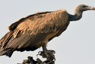 Vulture Conservation