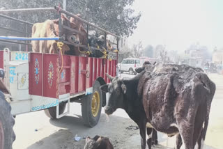 Farmers protest against stray animals in Faridkot