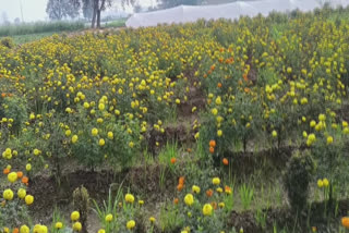 The farmer of Bathinda is earning well by cultivating flowers