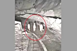 Snow Leopard Caught In Camera At Lahaul Spiti While