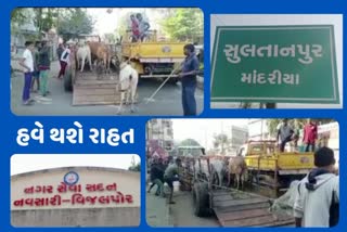 Stray Cattle Terror નવસારીમાં રખડતા ઢોર પકડ્યા પછી પશુપાલકો પાસે લેવાઈ રહી છે બાંહેધરી