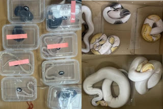 DRI recovers smuggled rare 139 animals from Bengaluru