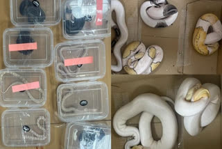 DRI recovers smuggled rare 139 animals from Bengaluru farmhouse