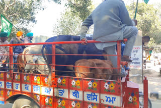 Farmers left stray animals DC office Fatehgarh Sahib