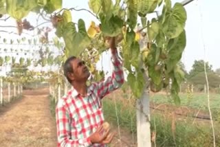 Cultivated potatoes: ખંભાળિયા તાલુકાના ભાણ ખોખરીના ખેડૂતે એર પોટેટોની કરી ખેતી