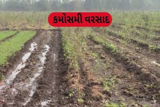 Unseasonal rains : ઠંડી વચ્ચે માવઠાથી ધરતી પુત્રોને માથે હાથ દેવાનો વારો