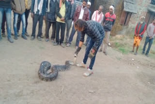 vidisha python rescue