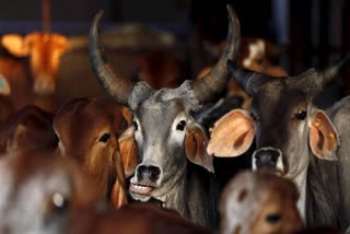 Smuggling of Cattle