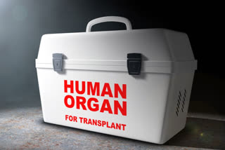 organ donation