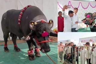 buffalo-gajendra-attracting-in-agricultural-festival-at-beed-maharashtra