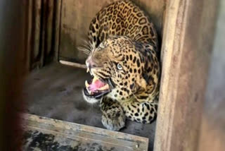 Etv train crushes leopard in up  high speed train crushes leopard  leopard train accident  up amroha  amroha leopard  amroha leopard train accident  പുള്ളിപ്പുലി  അതിവേഗ ട്രെയിന്‍ തട്ടി പുള്ളിപ്പുലി ചത്തു  പുള്ളിപ്പുലി ചത്തു  അമരോഹ  കൈല്‍സ റെയില്‍വേ  പുലിയെ ചത്ത നിലയില്‍ കണ്ടെത്തി