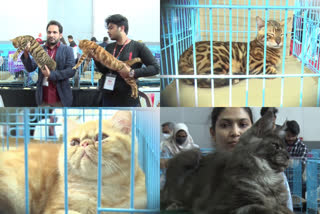 Cat Show at Petex Expo