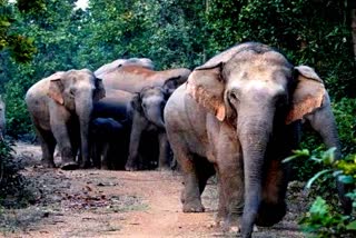 Woman killed in elephant attack in Jashpur