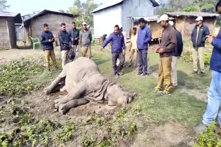 Rhino Dead Body Rescued