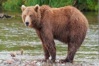 Bear in Sariska