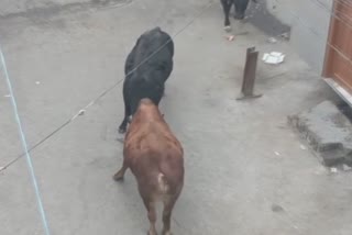 fight two bulls