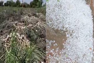 Crops Damaged due to rain and hail in Rajasthan
