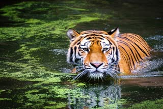 Tiger panic in Manendragarh