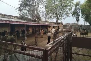 shivpuri gaushala became a graveyard