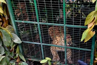 Leopard Rescued